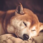dog g6cffdfc6a 1280